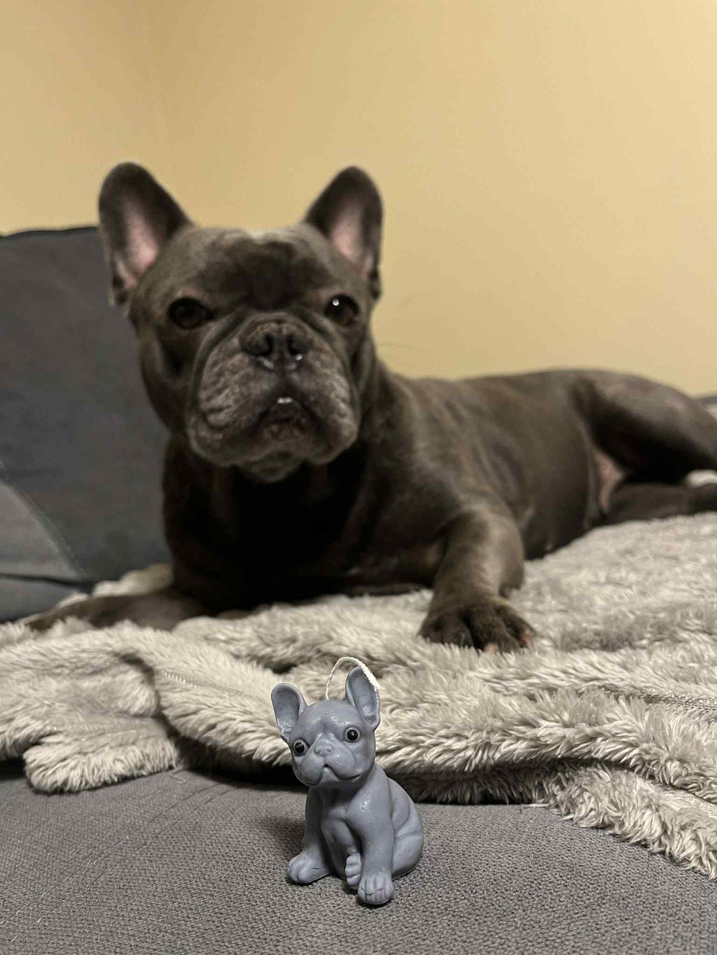 Francia bulldog formagyertya